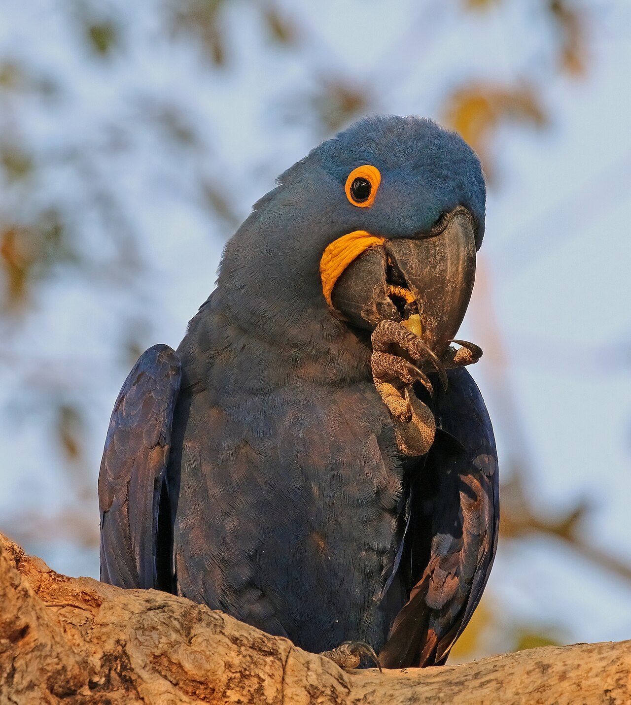 Arara-azul