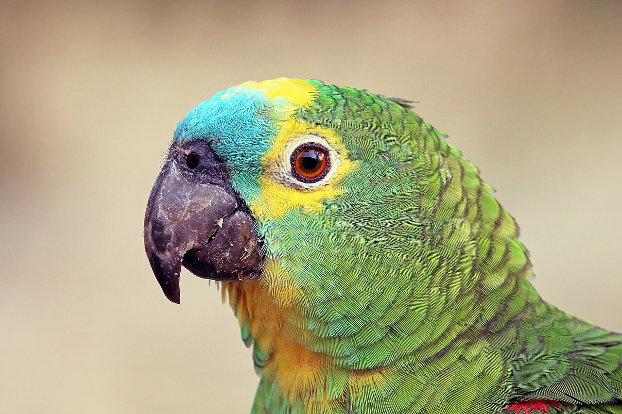 Papagaio