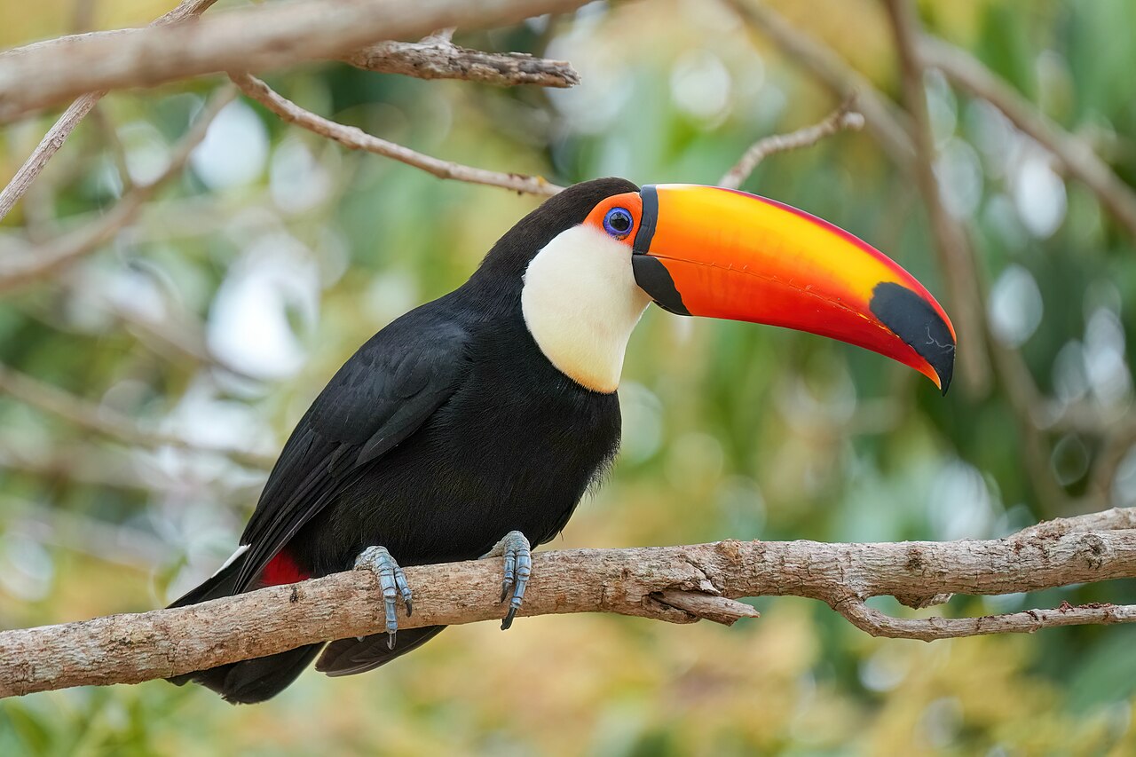Tucano-toco